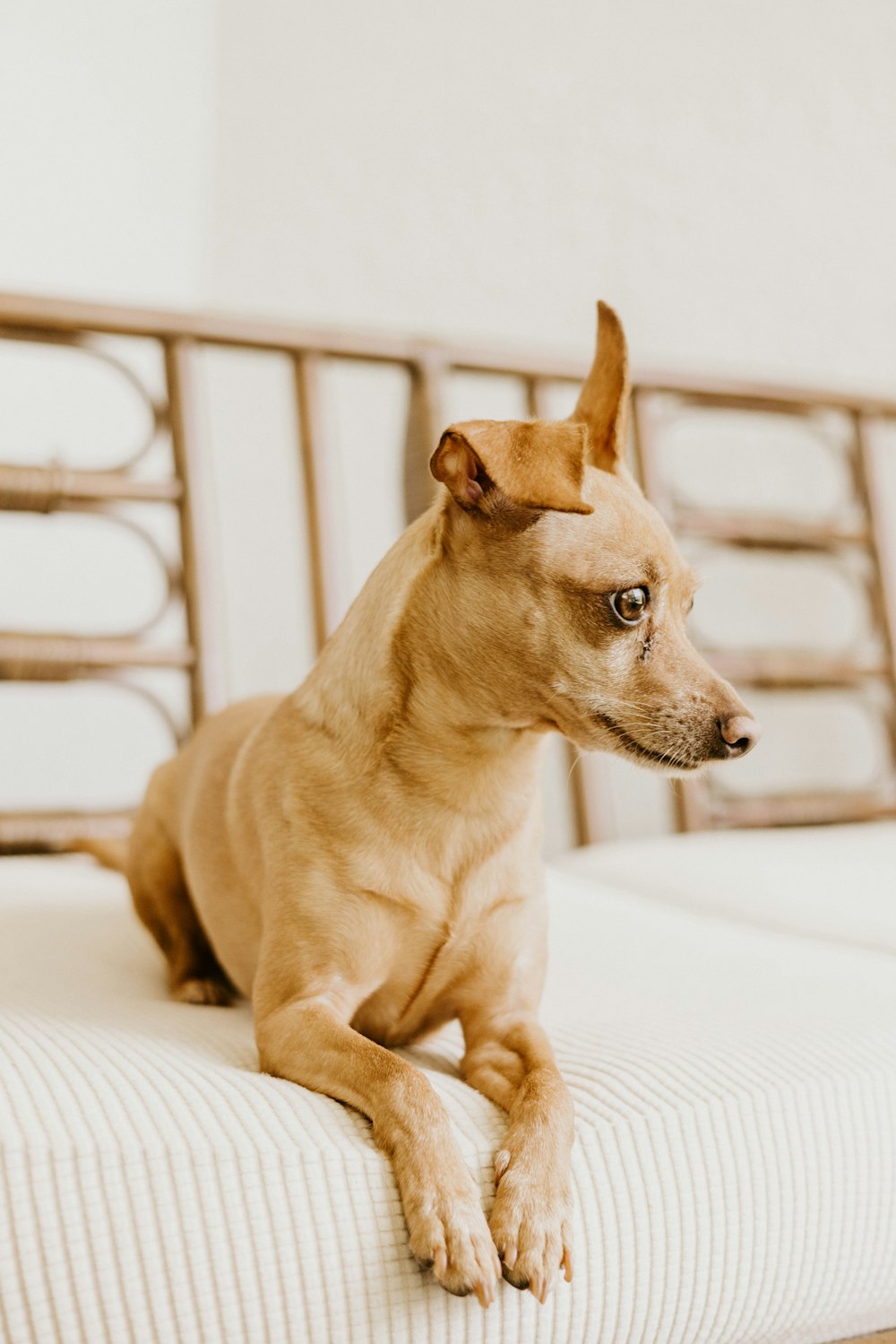 a dog lying on a bed