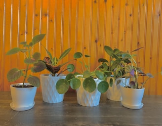 Several houseplants in white pots are arranged on a dark wooden surface against a background of varnished wood paneling. The plants have a variety of leaf shapes and sizes, adding a lively touch to the scene.