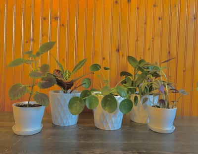 Several houseplants in white pots are arranged on a dark wooden surface against a background of varnished wood paneling. The plants have a variety of leaf shapes and sizes, adding a lively touch to the scene.