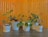 Several houseplants in white pots are arranged on a dark wooden surface against a background of varnished wood paneling. The plants have a variety of leaf shapes and sizes, adding a lively touch to the scene.