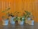 Several houseplants in white pots are arranged on a dark wooden surface against a background of varnished wood paneling. The plants have a variety of leaf shapes and sizes, adding a lively touch to the scene.