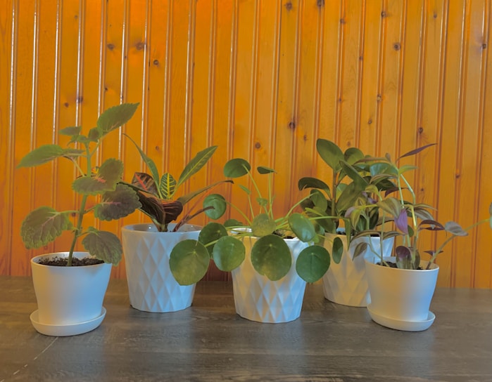Several houseplants in white pots are arranged on a dark wooden surface against a background of varnished wood paneling. The plants have a variety of leaf shapes and sizes, adding a lively touch to the scene.