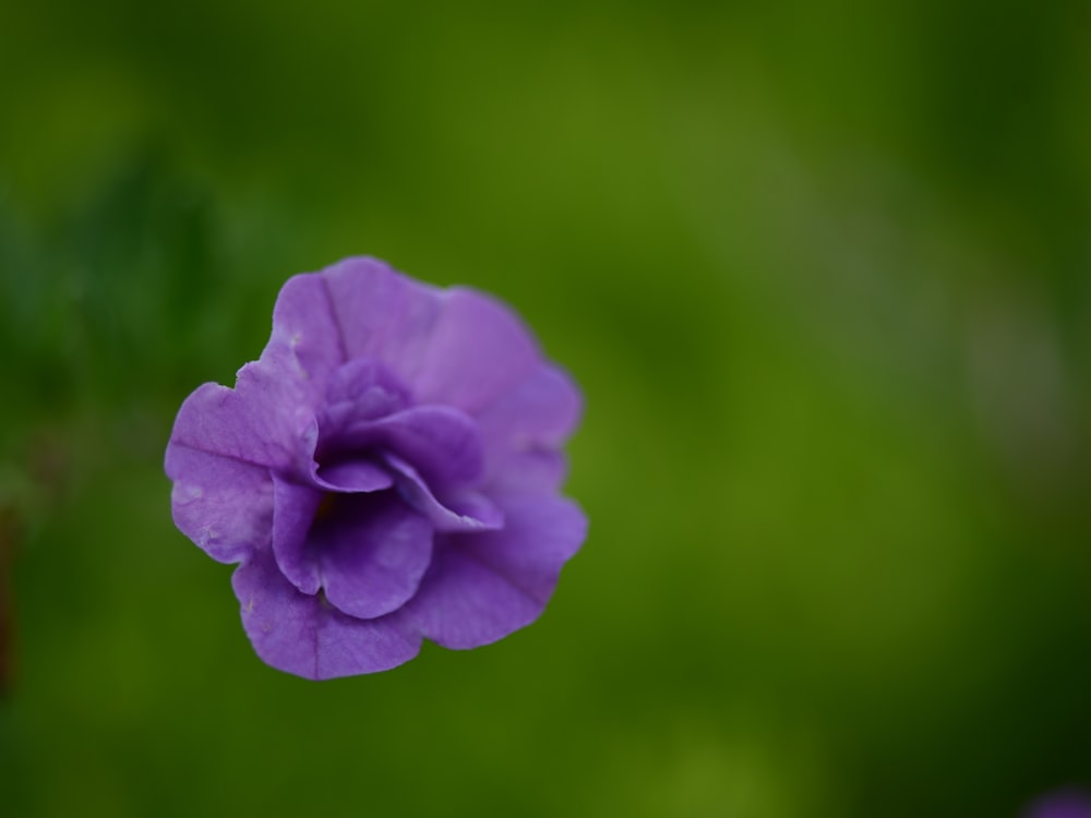 a purple flower with green background