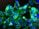 A close-up view of cells under a fluorescent microscope, showing bright green and blue colors. The cells have distinct blue nuclei surrounded by an irregular green cytoplasm, all set against a dark background.