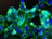 A close-up view of cells under a fluorescent microscope, showing bright green and blue colors. The cells have distinct blue nuclei surrounded by an irregular green cytoplasm, all set against a dark background.