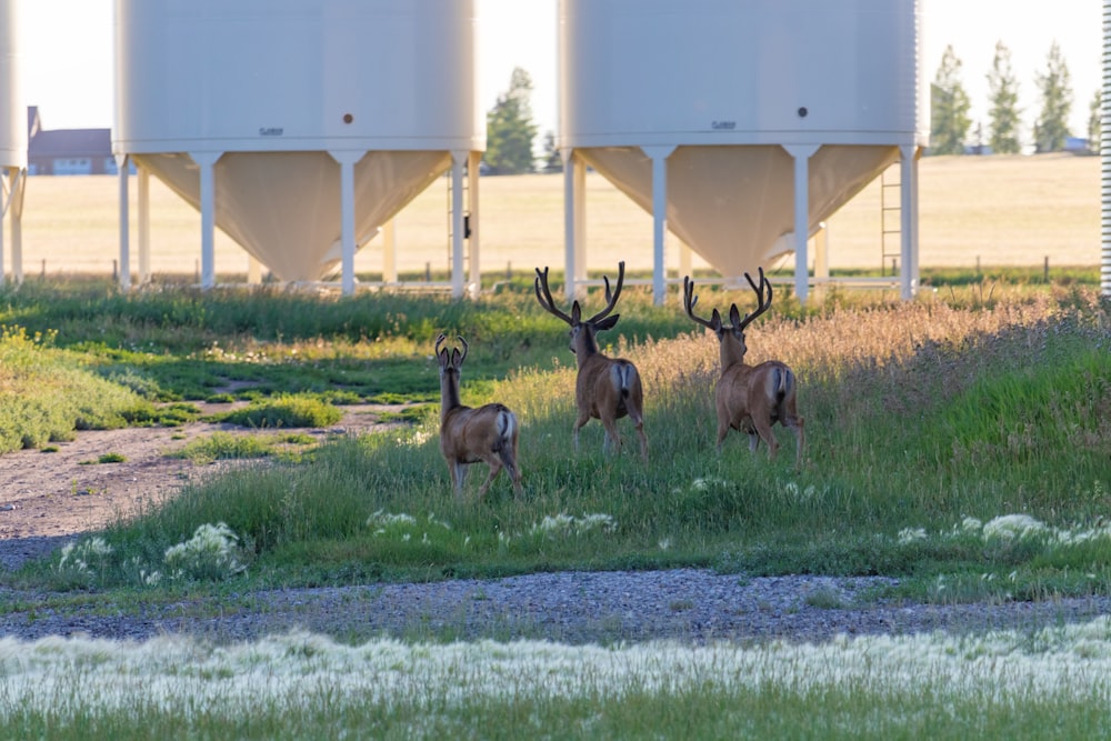 a group of deer in a field