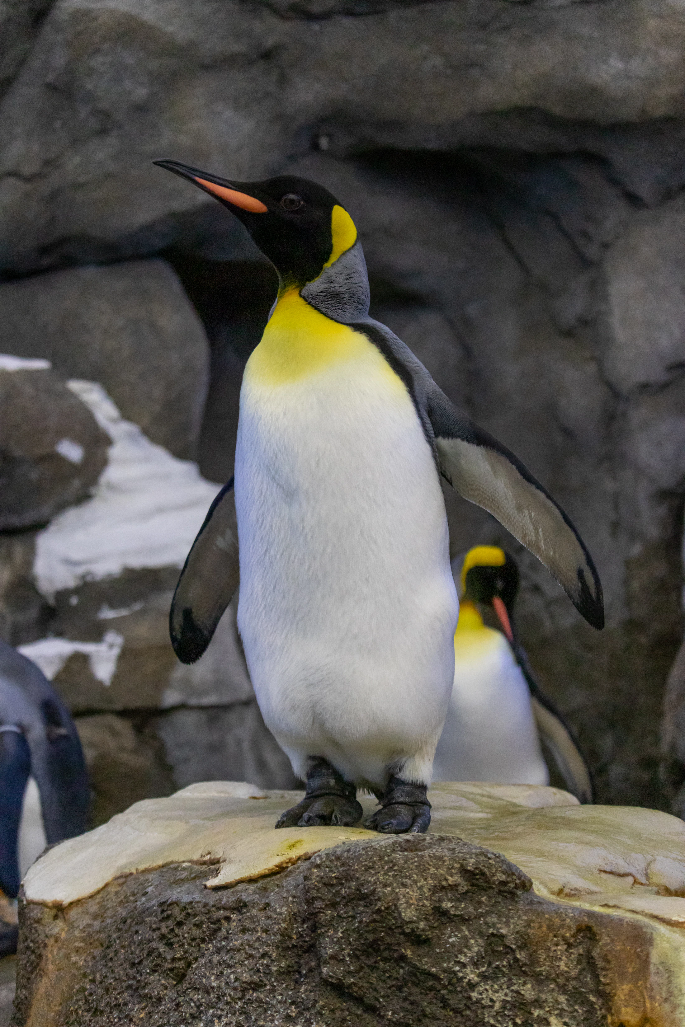 King penguin, the reason many guests pack