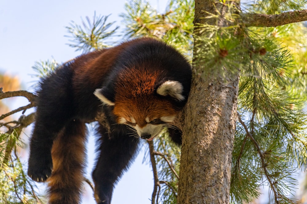 a red panda in a tree