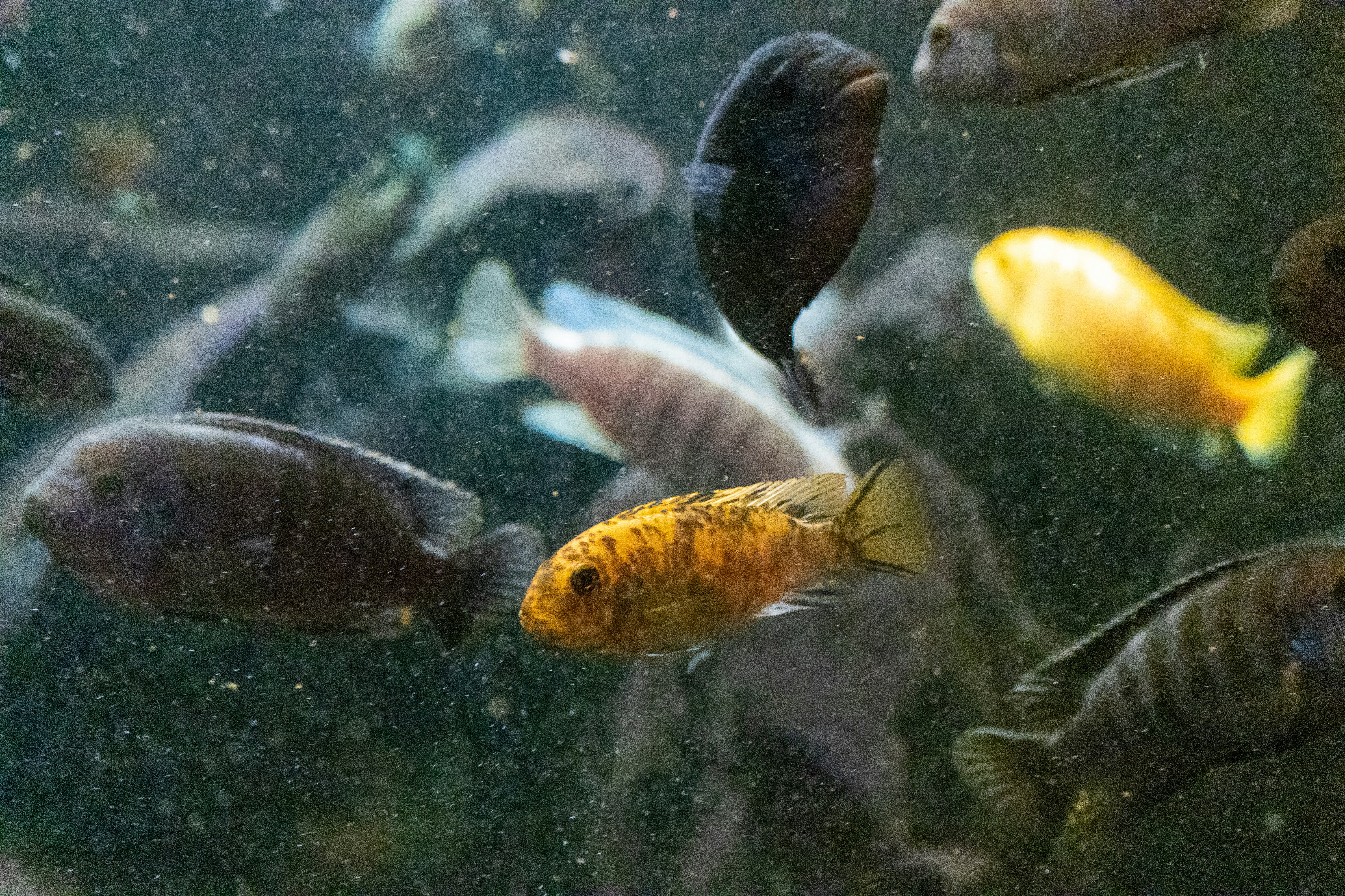 a group of fish swimming