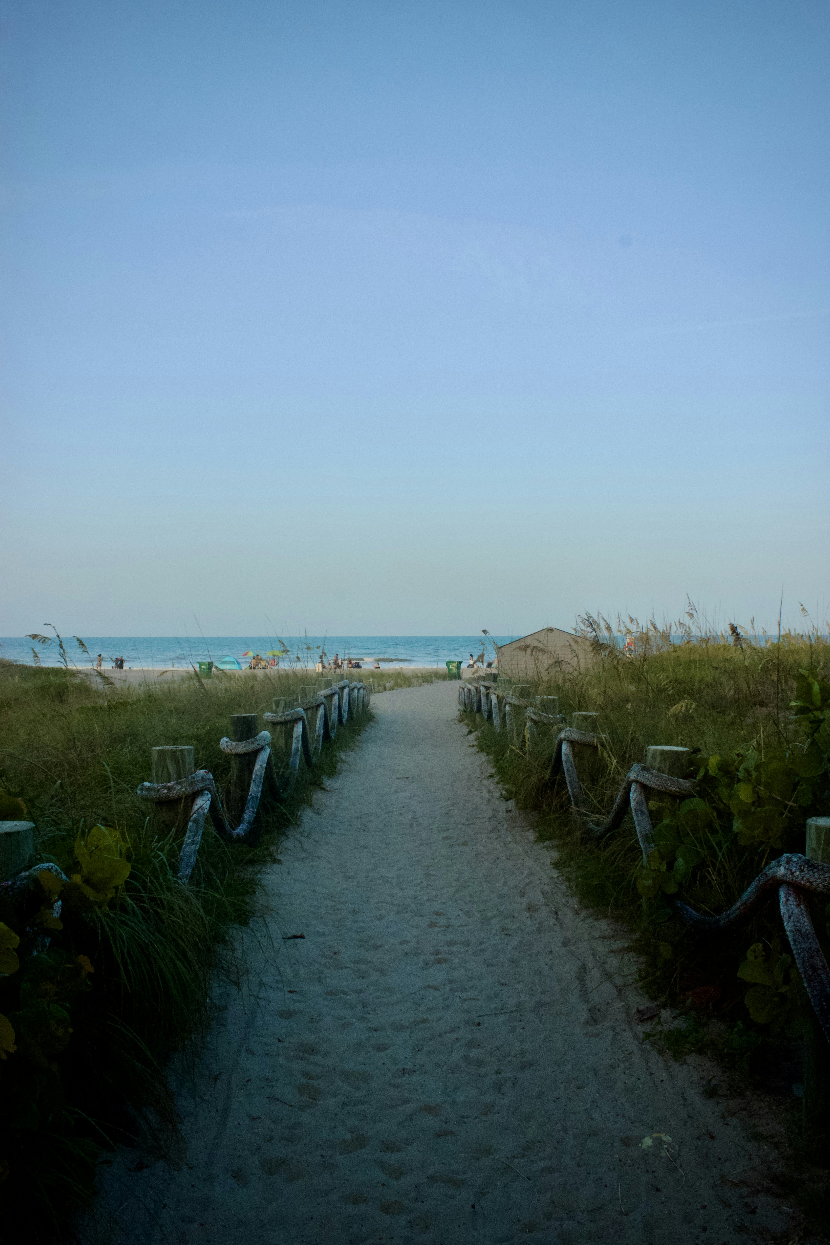 a path with grass and bushes by a beach