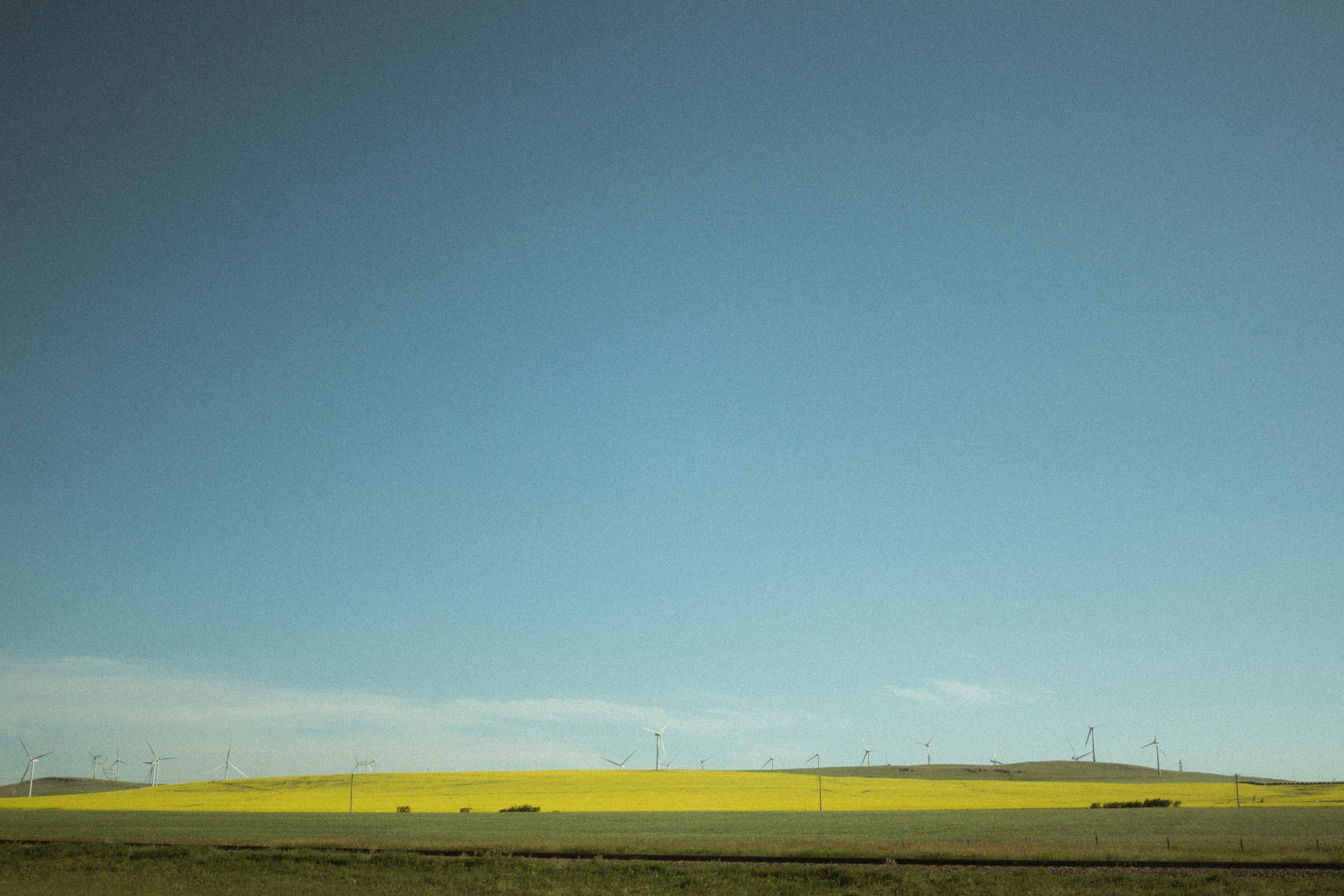 a field of yellow grass