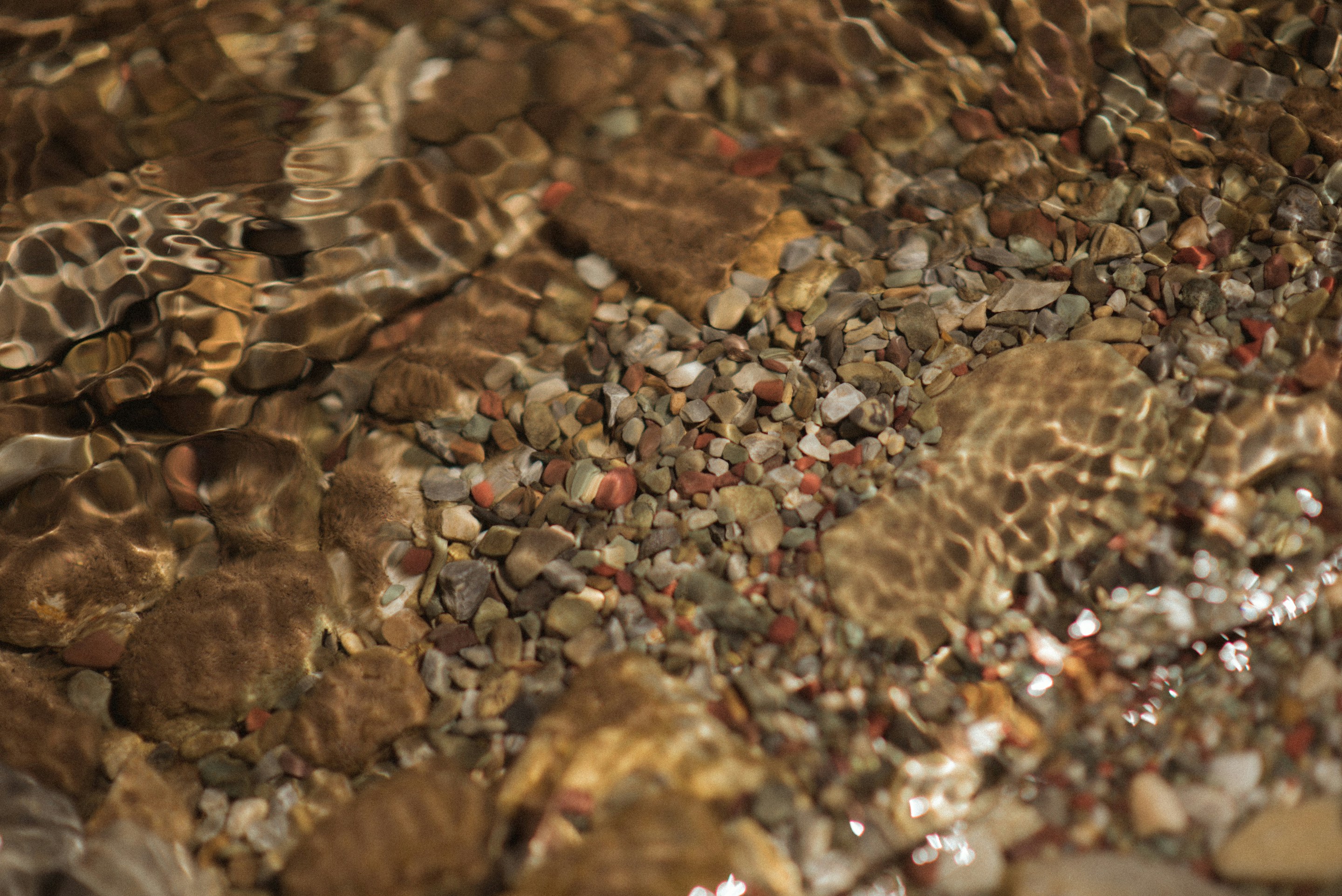 a close up of a sea creature