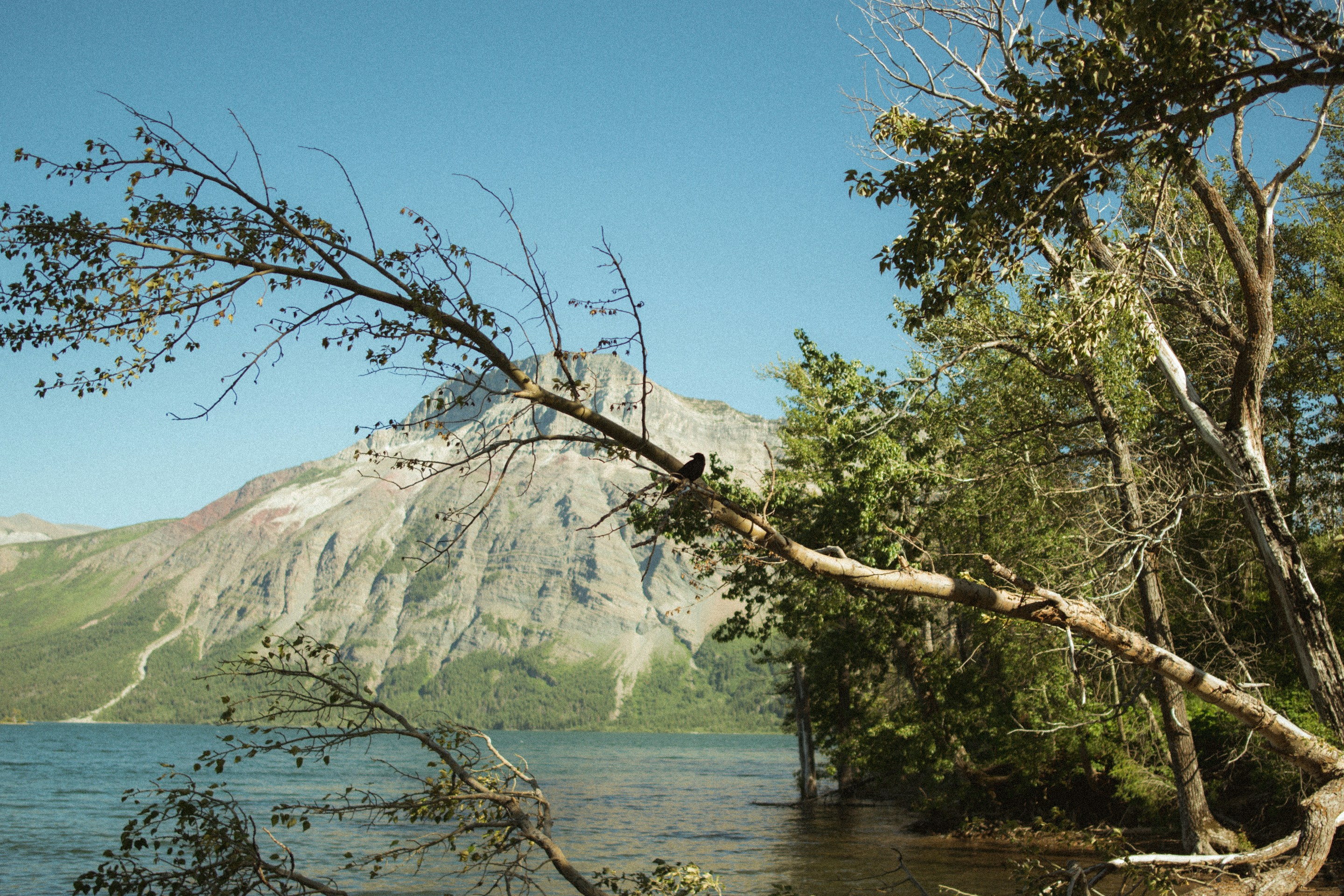 a tree next to a body of water with a mountain in the background