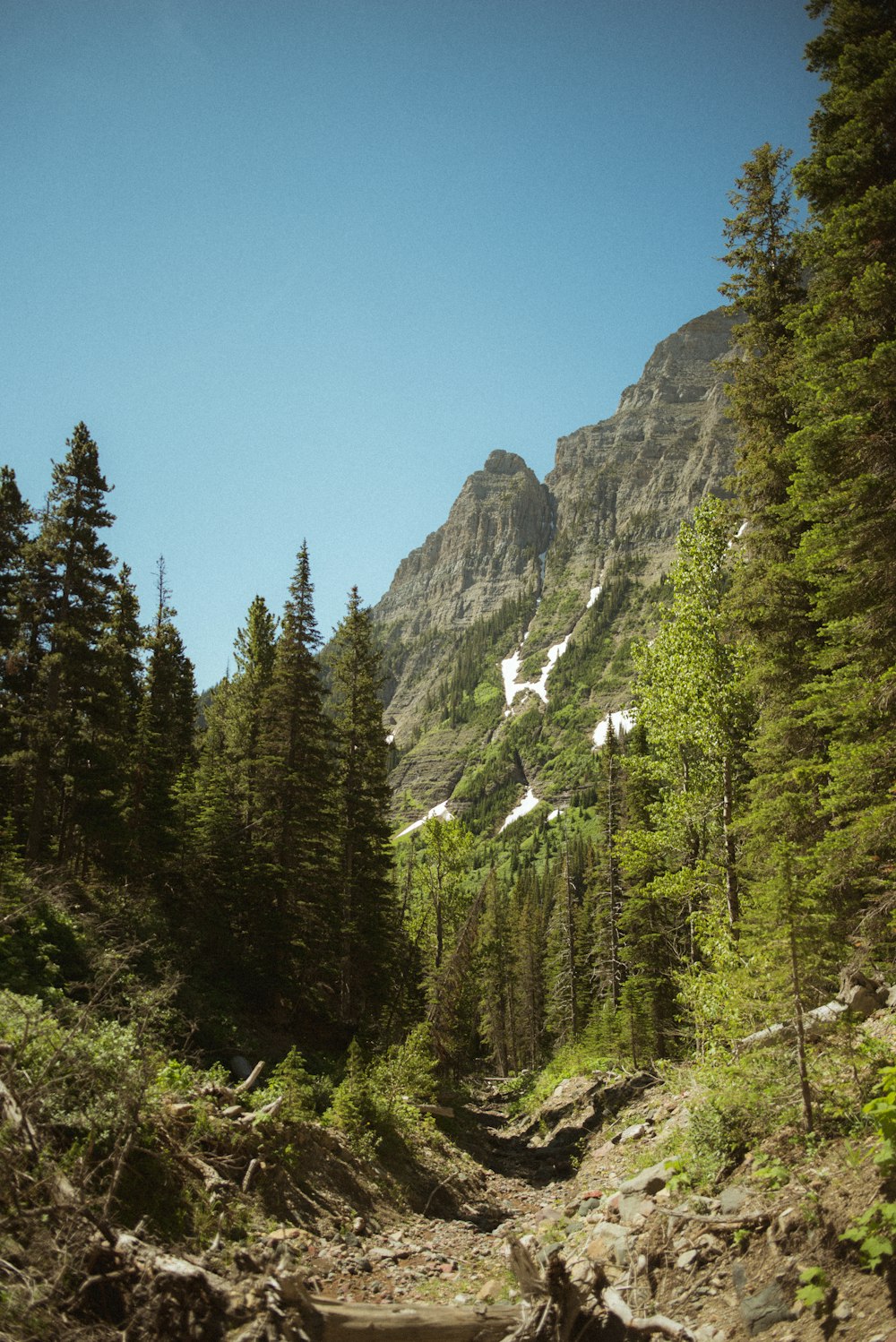 a rocky mountain with trees