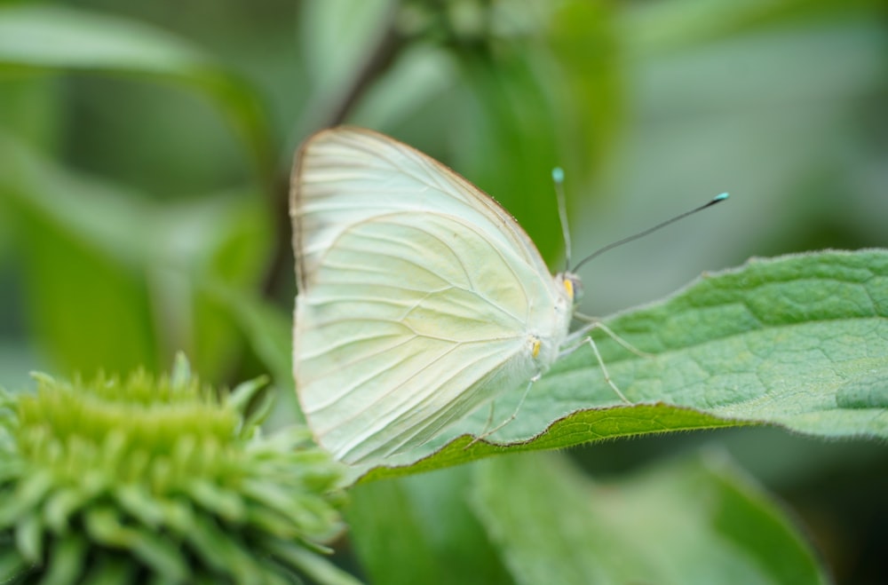 a white butterfly on a leaf