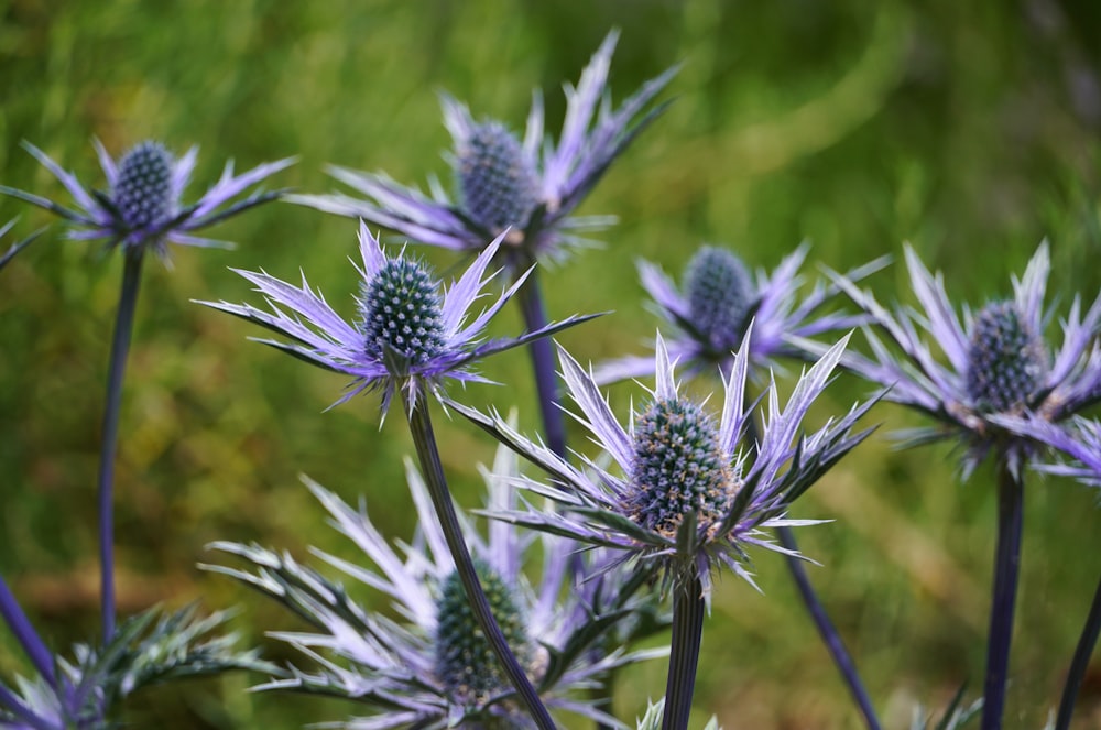 a close up of purple flowers