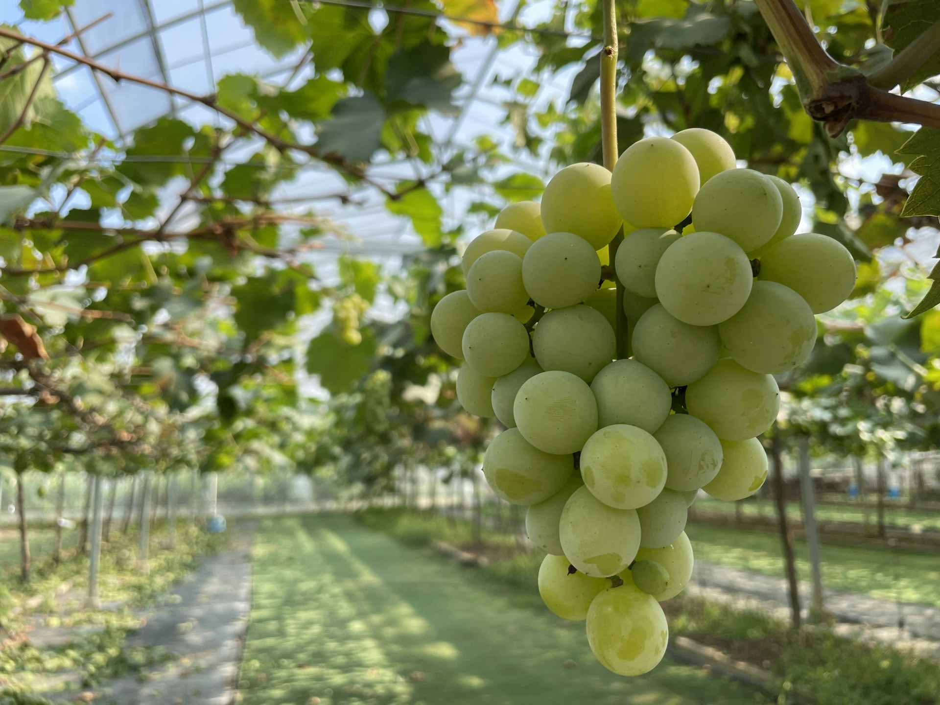 a bunch of grapes from a tree