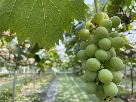 a bunch of green grapes