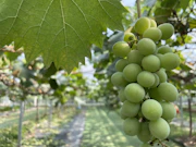 a bunch of green grapes