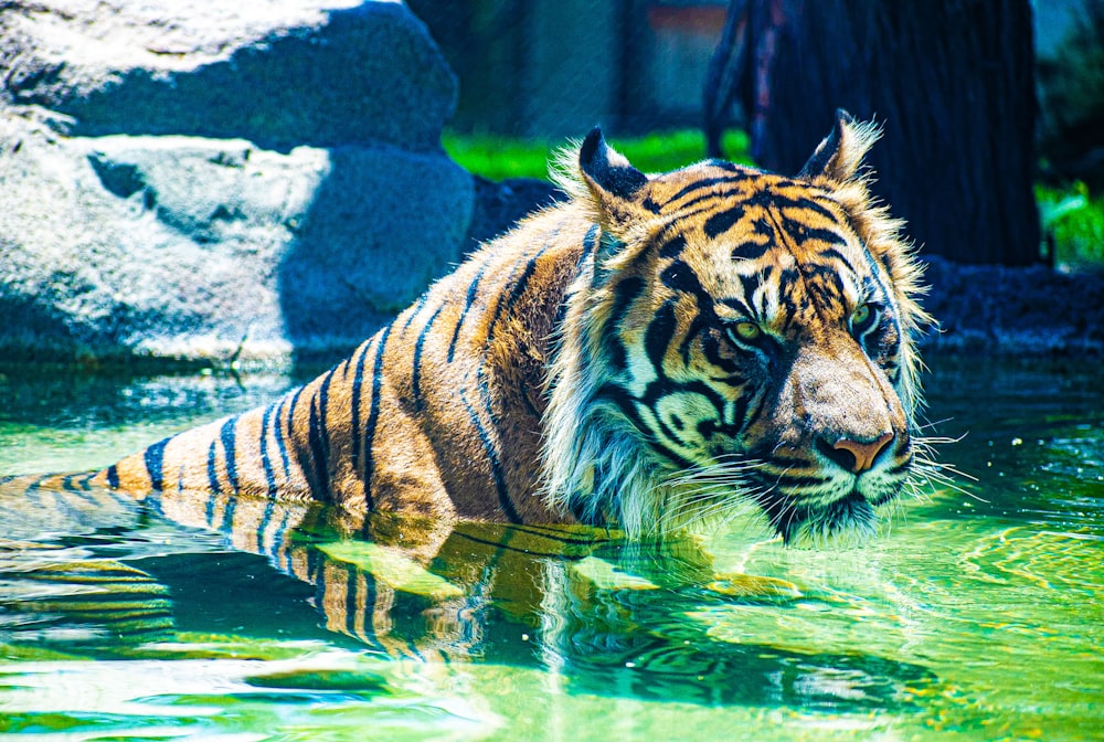 a tiger in water