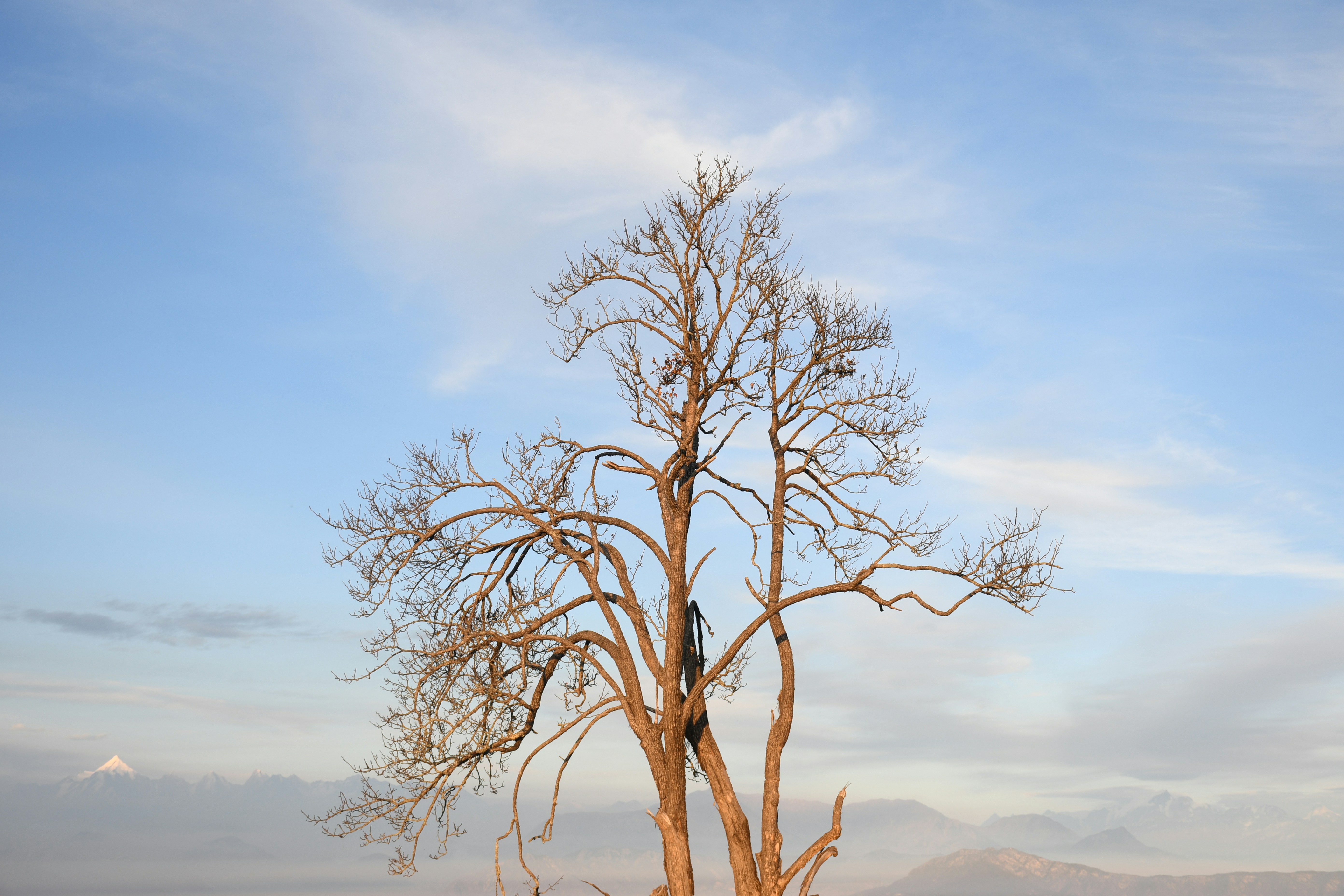 Photo by thehimalayanpanda