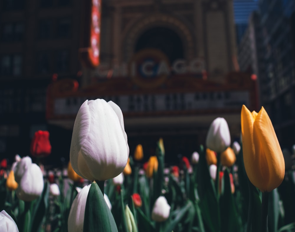 a group of flowers in front of a building