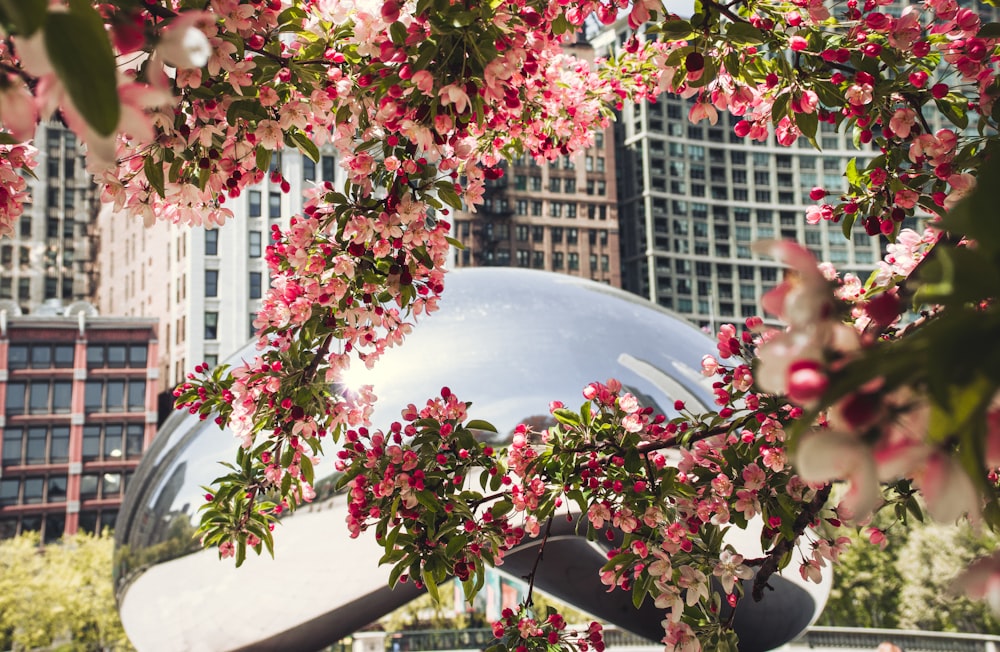 a tree with pink flowers