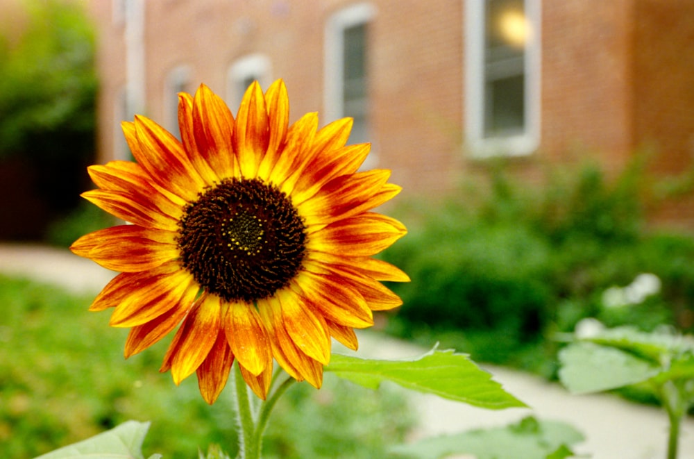 um close up de uma flor