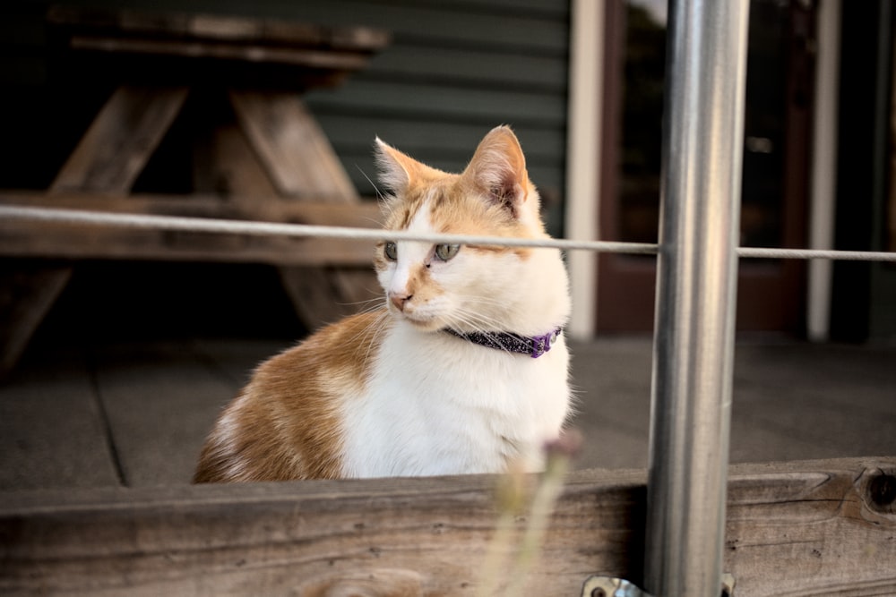 a cat sitting on a bench