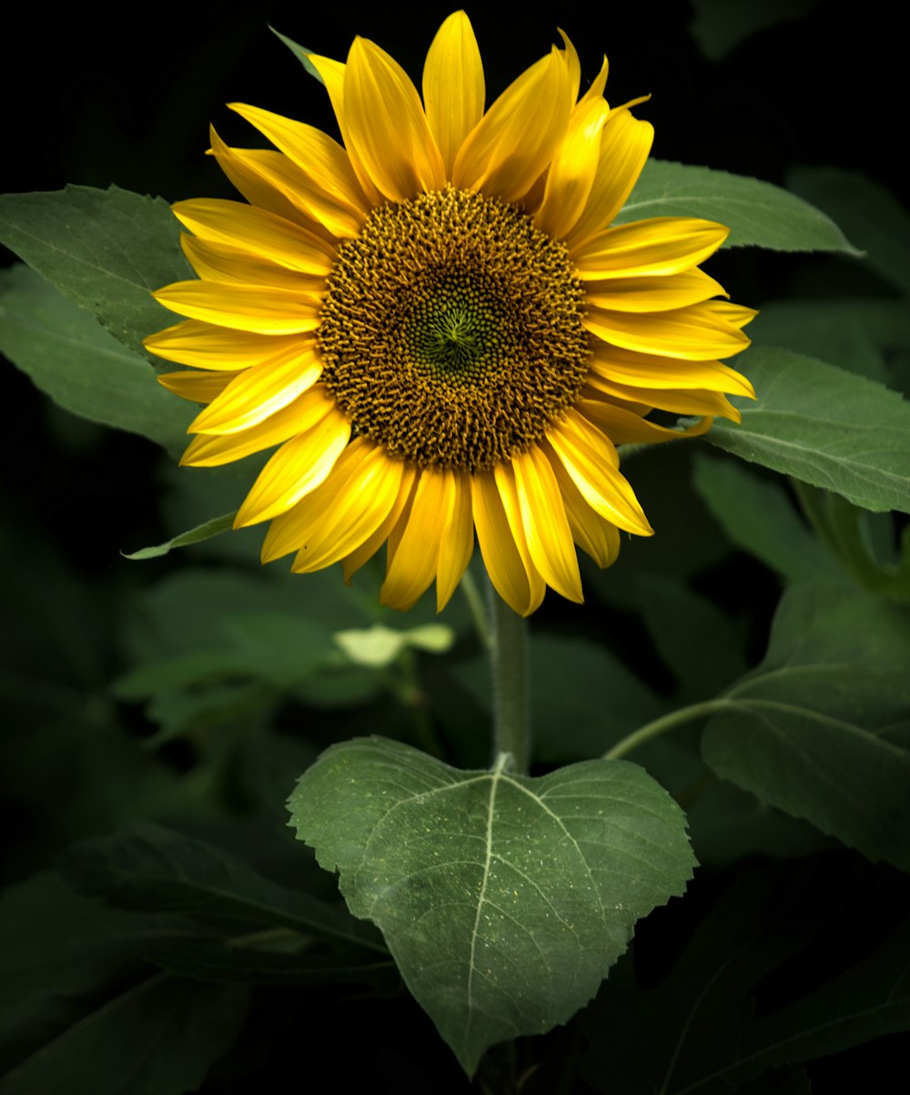 a yellow flower with green leaves