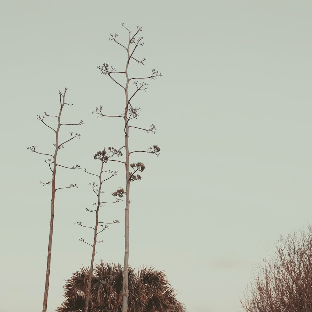 a group of trees with no leaves