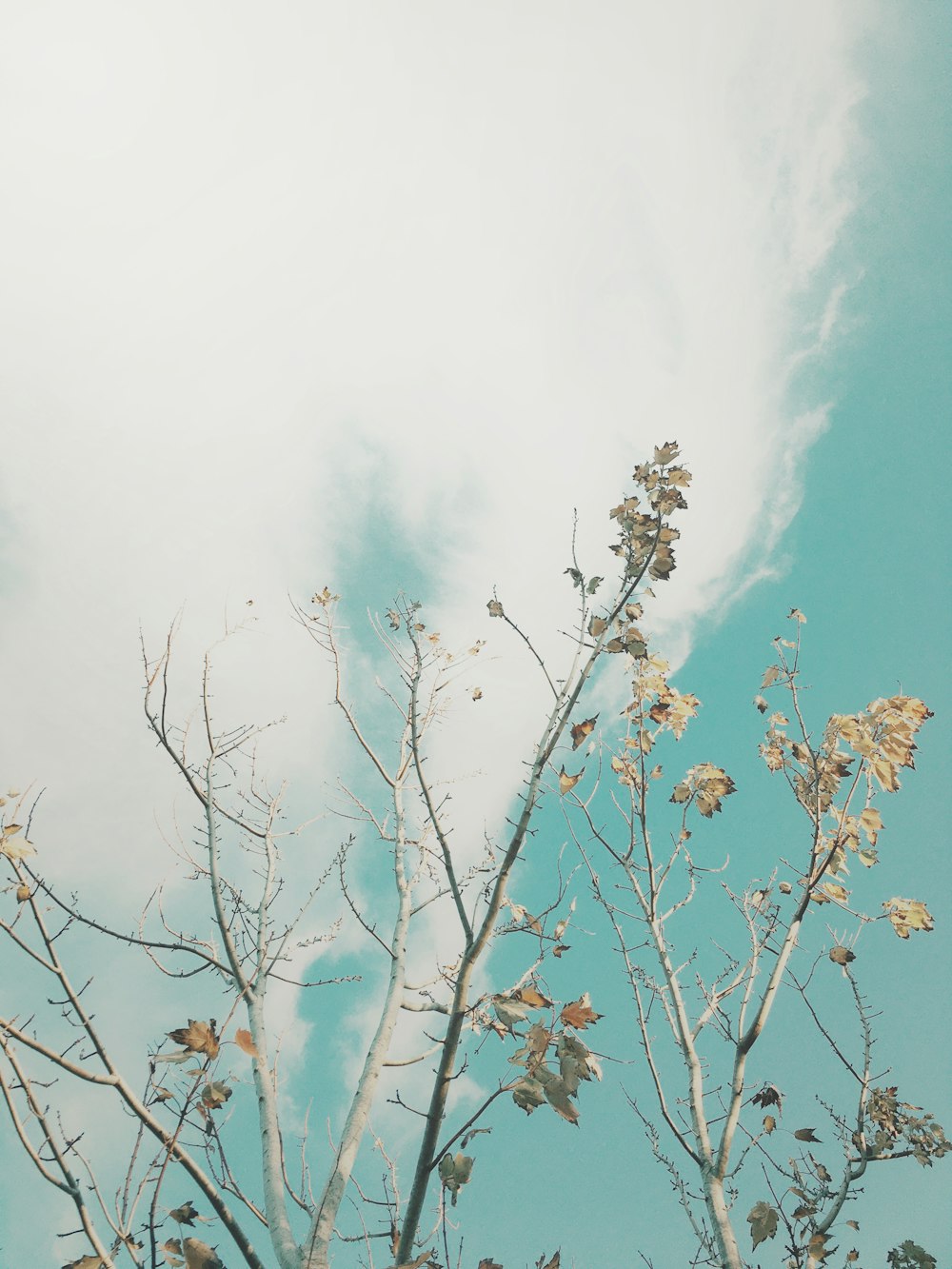 a tree with flowers