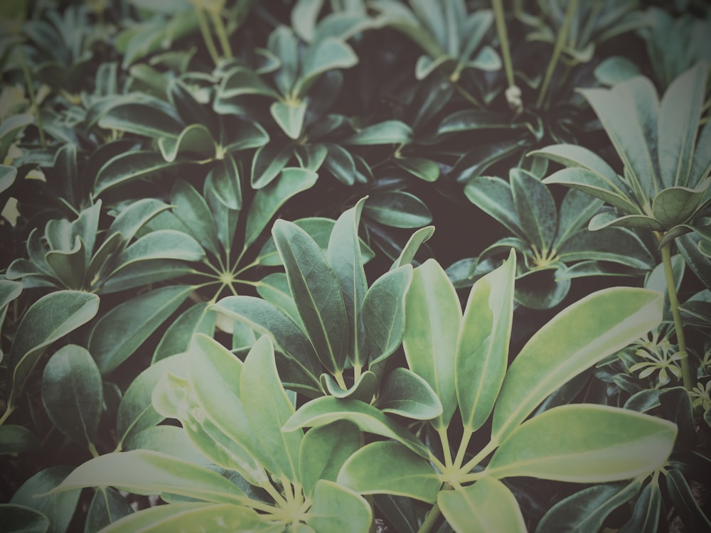 a group of green plants