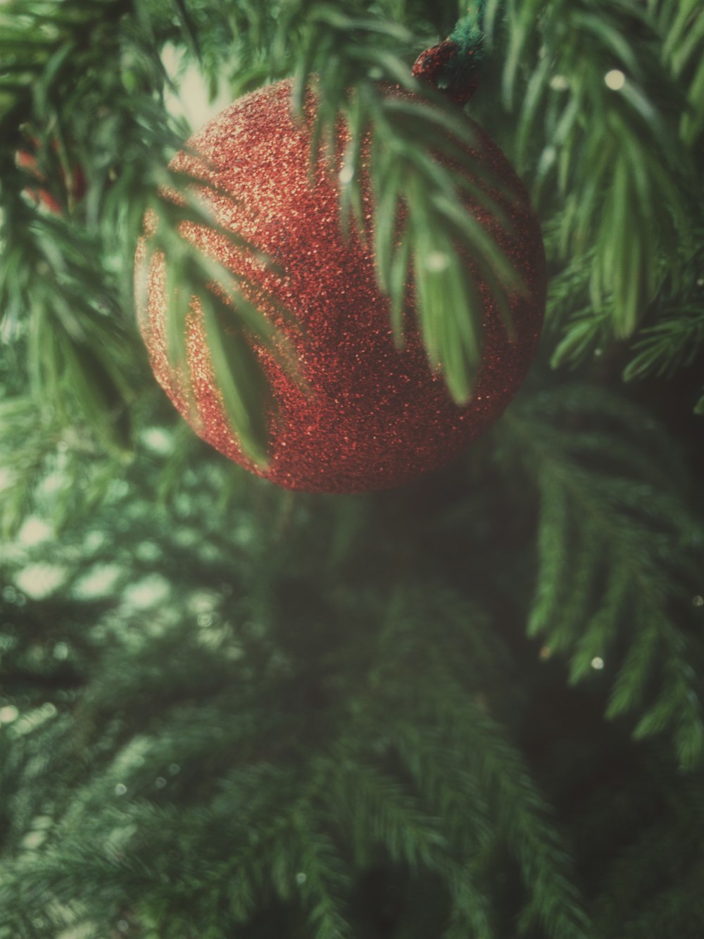 a pine cone from a tree