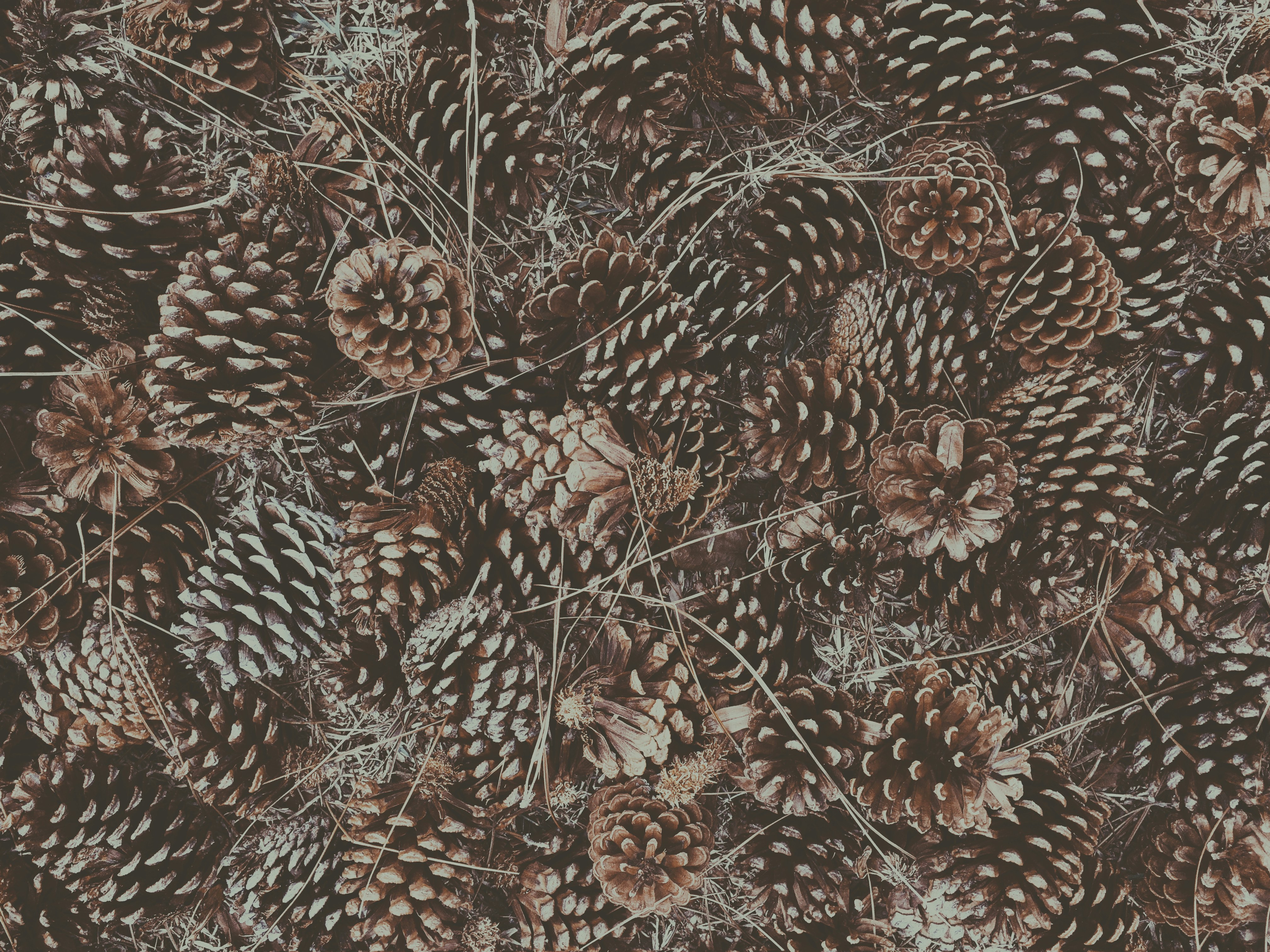pine cone wallpaper, wallpaper, Pine Cone Crafts for Adults: Sell & Make Money 3