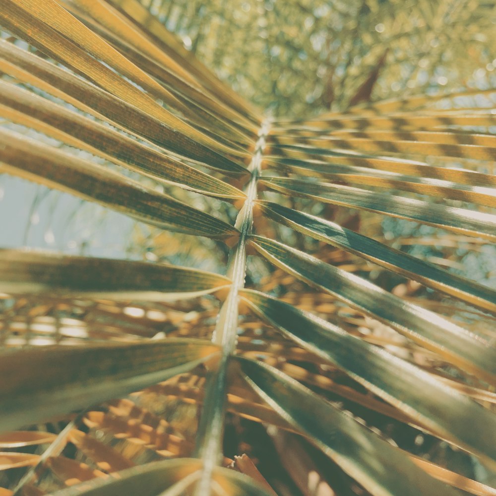 a close-up of a bamboo plant
