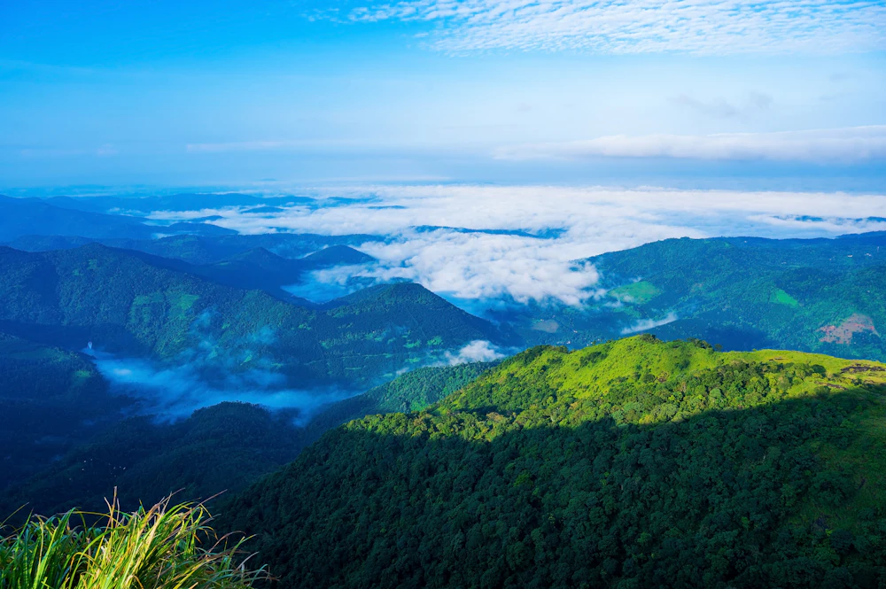 A sea of white cloud filling the valleys below a forested ridge