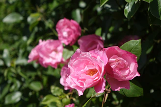 A vibrant bouquet of freshly cut roses from Kenya, bathed in natural sunlight highlighting their rich colors.
