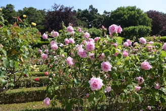 A gardener carefully tending to rose bushes in an open field.