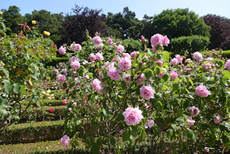 Rosa smiling in a lush garden surrounded by vibrant flowers and freshly designed flower beds.