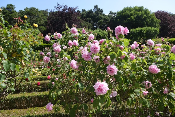 A gardener carefully tending to rose bushes in an open field.