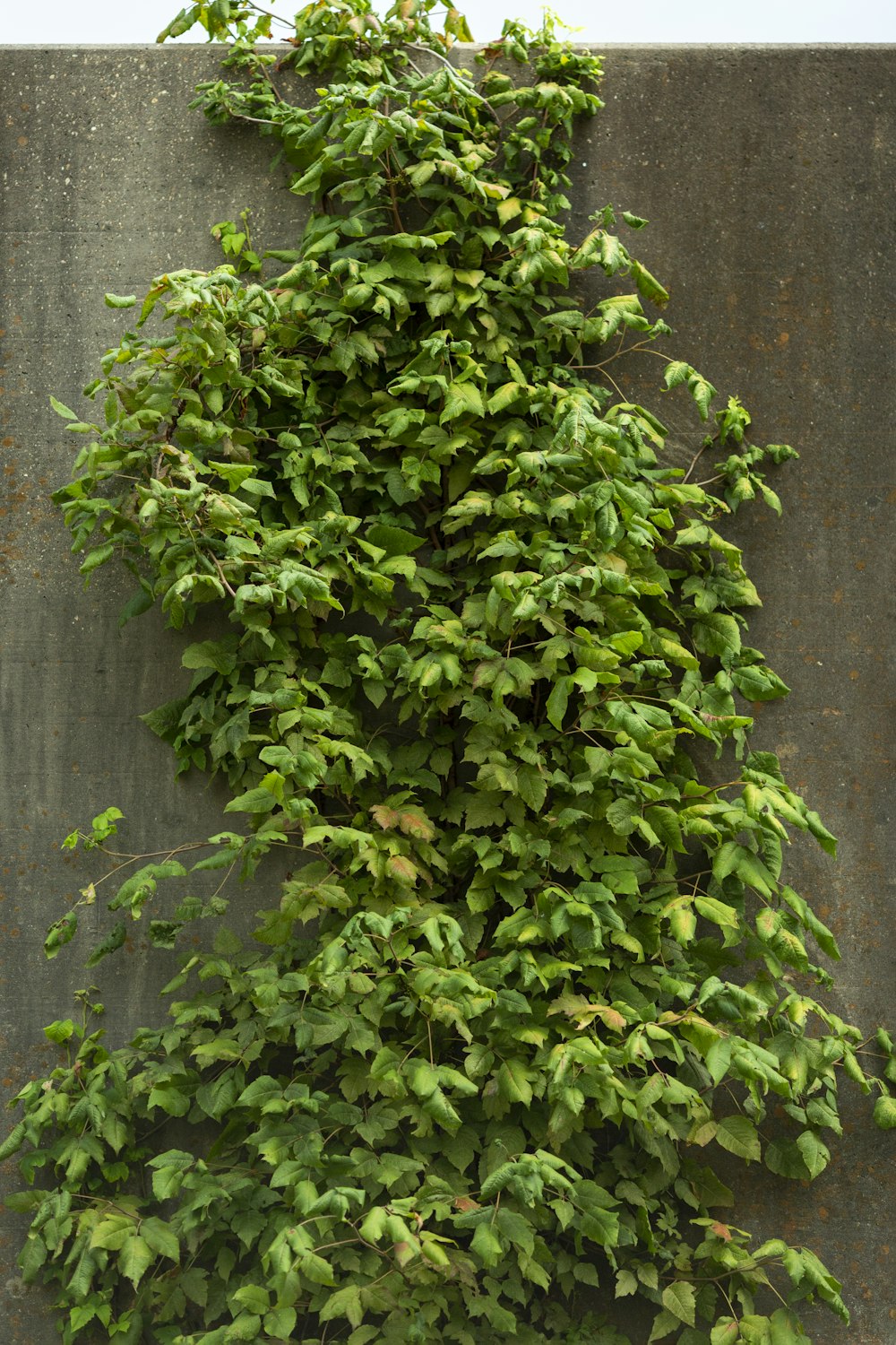 a bush with green leaves