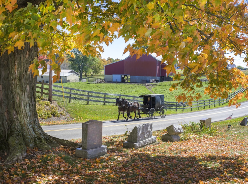 a couple of horses in a fenced in pasture