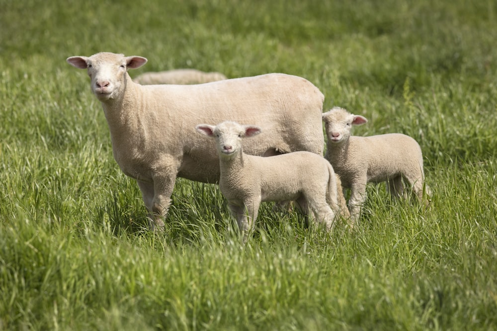 a group of sheep in a field