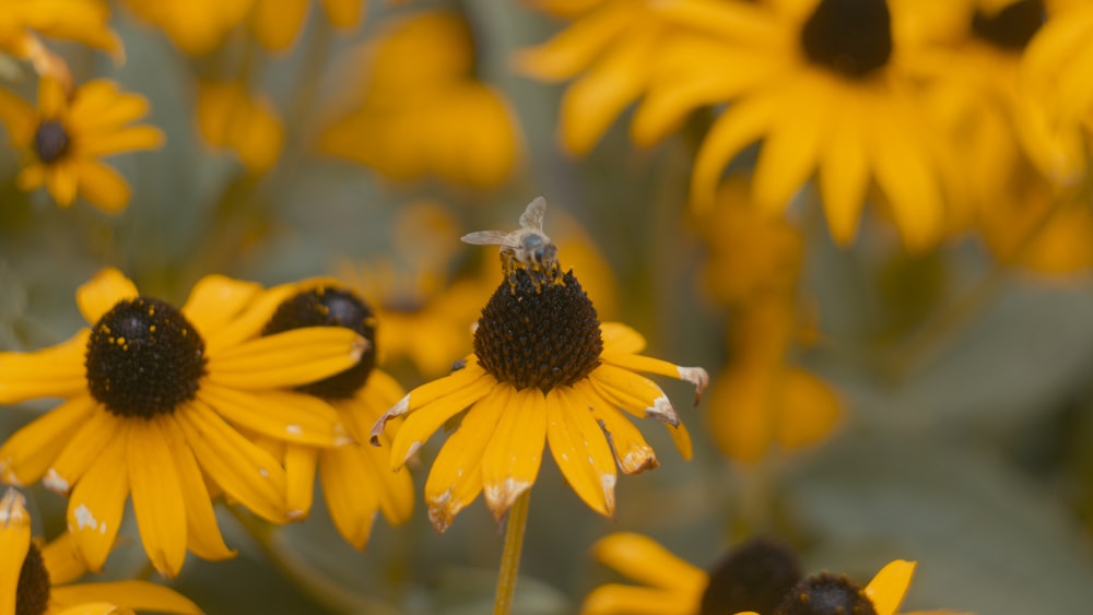 a bee on a yellow flower