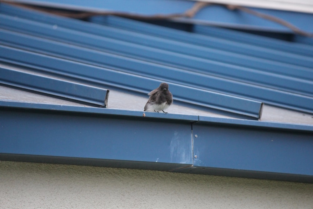 a small animal on a roof