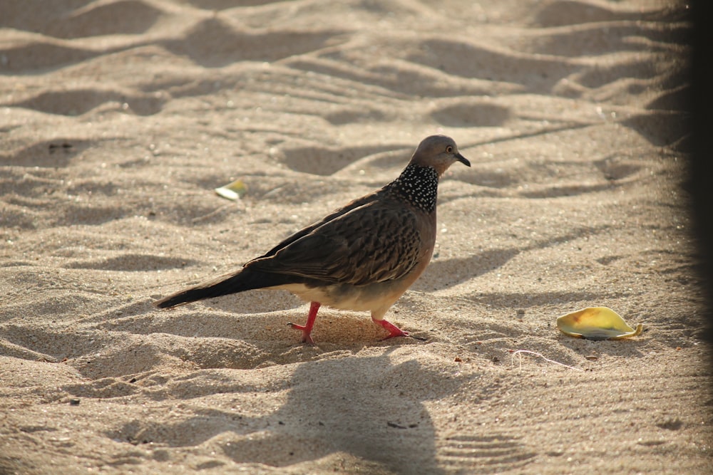 a bird standing on sand