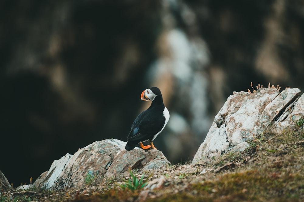 a bird on a rock