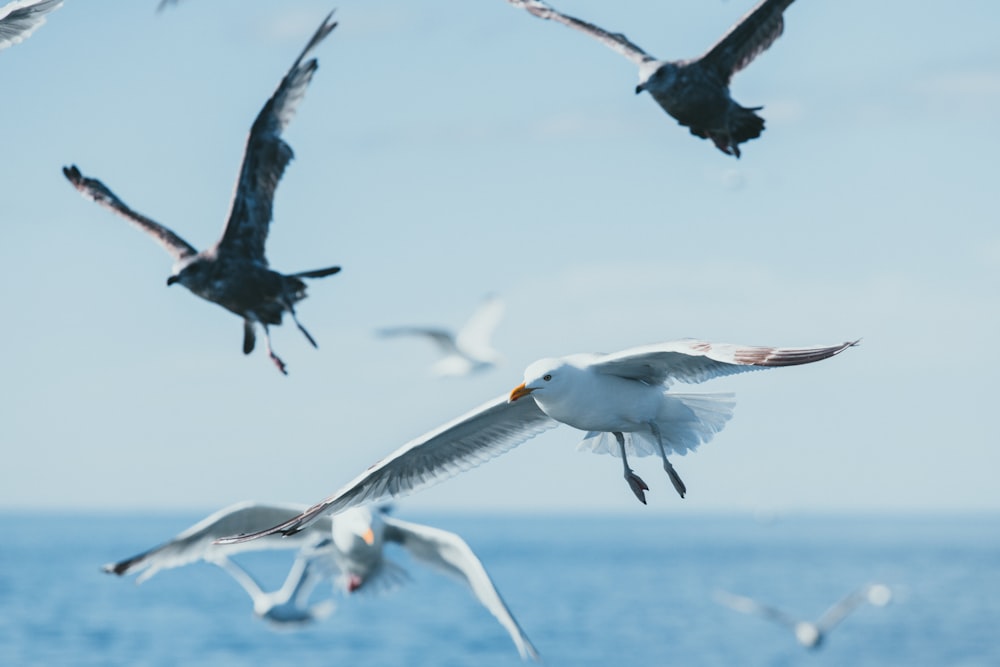 a group of birds flying