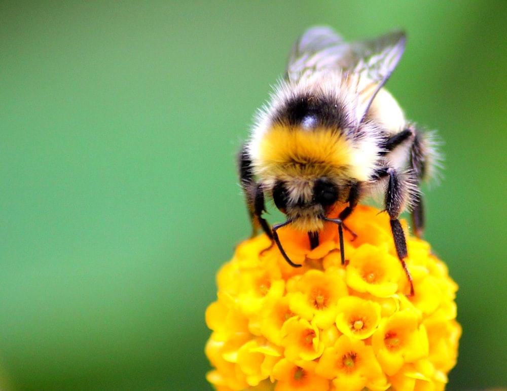 a bee on a flower